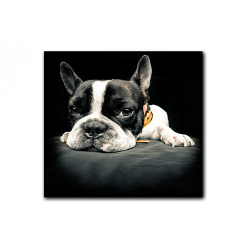3S. x Home - Tableau Animaux Chien Bulldog Relax 50X50 cm - Promo La Déco Design